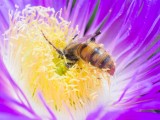 abeille fleur