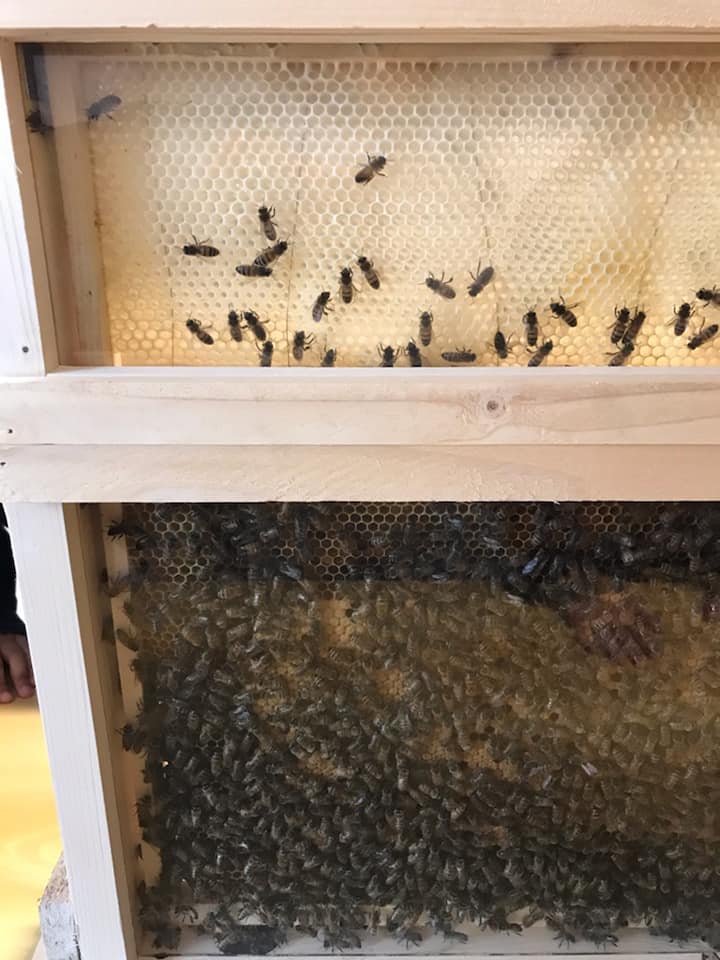 apiculteur collège Bain-de-Bretagne (4)