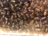 apiculteur collège Bain-de-Bretagne (5)